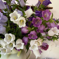 A close-up of Canterbury Bells Crown Single Mixed by Bishy Barnabees Cottage Garden Ltd, featuring bell-shaped blossoms in white, light purple, and deep purple arranged in a white vase against a light background.