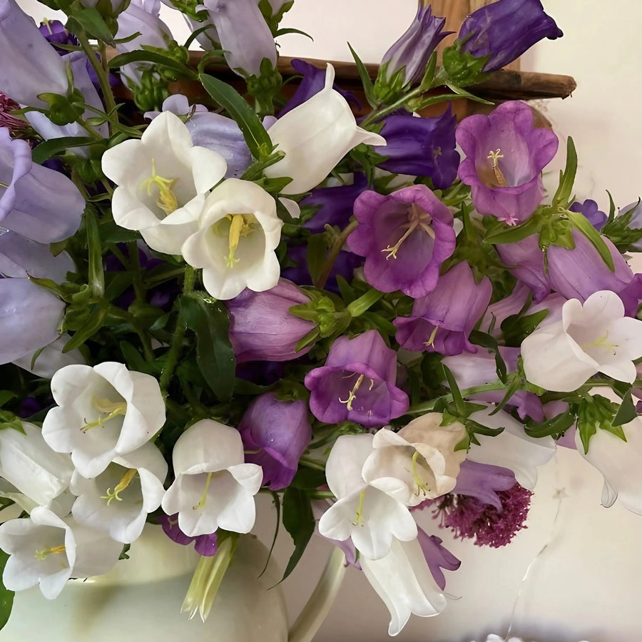 A close-up of Canterbury Bells Crown Single Mixed by Bishy Barnabees Cottage Garden Ltd, featuring bell-shaped blossoms in white, light purple, and deep purple arranged in a white vase against a light background.