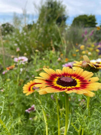 A close-up of Chrysanthemum Painted Daisies by Bishy Barnabees Cottage Garden Ltd shows vibrant yellow and red blooms in a meadow, surrounded by green grass and colorful flowers, with foliage and blue sky blurred in the background.