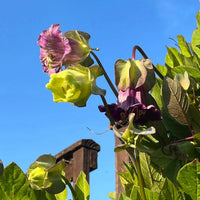 Cobaea scandens Purple by Bishy Barnabees Cottage Garden Ltd features bell-shaped purple and green flowers blooming among lush leaves, with a bright blue sky and a wooden fence in the background.