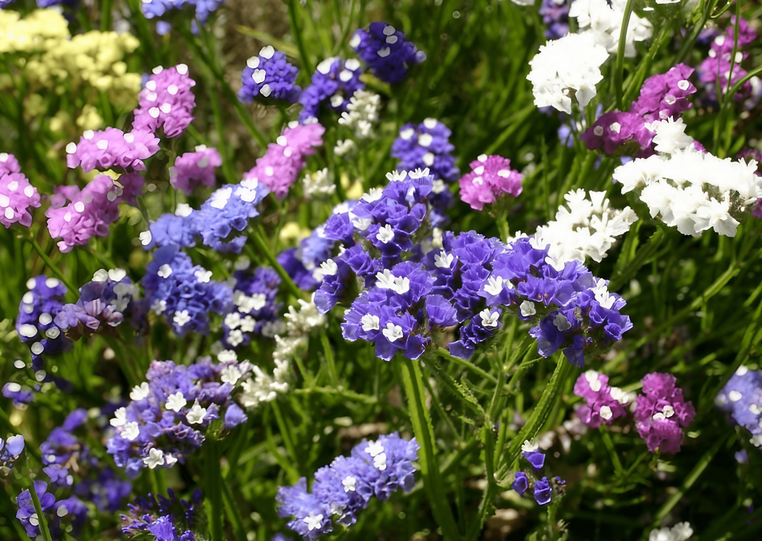 A vibrant field showcasing the colorful blooms of Statice Mixed in hues of purple, white, and blue