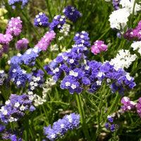 Bishy Barnabees Cottage Garden’s Statice Hipster Mixed features vibrant clusters of small everlasting flowers in purple, white, and pink—ideal for sustainable winter wreaths.