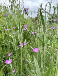Corncockle by Bishy Barnabees Cottage Garden Ltd features tall green stems, narrow leaves, and small purple flowers—a classic British wildflower blooming in a natural setting with blurred greenery and a cloudy sky in the background.