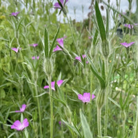 Corncockle by Bishy Barnabees Cottage Garden Ltd features tall green stems, narrow leaves, and small purple flowers—a classic British wildflower blooming in a natural setting with blurred greenery and a cloudy sky in the background.