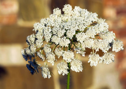 Daucus Carota with clusters of small white flowers