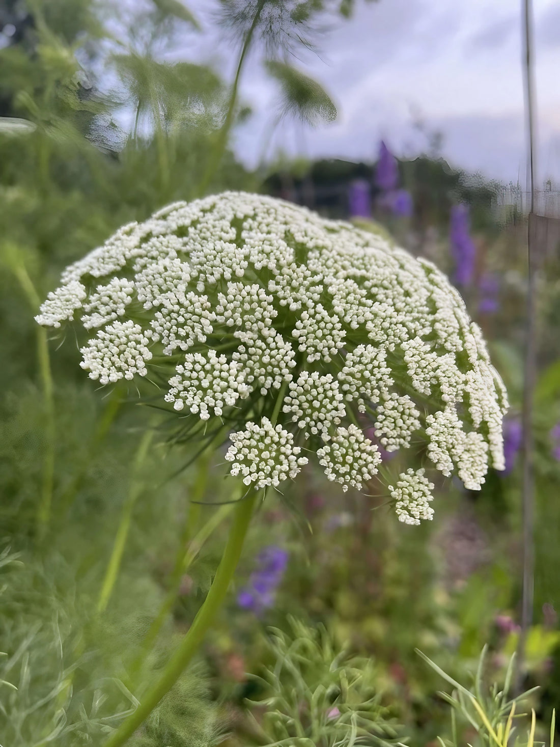 Close-up view of Ammi Visnaga&