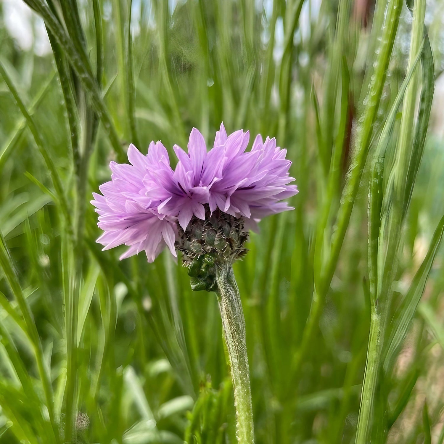 Cornflower Mauve Boy flower emerging among tall grasses