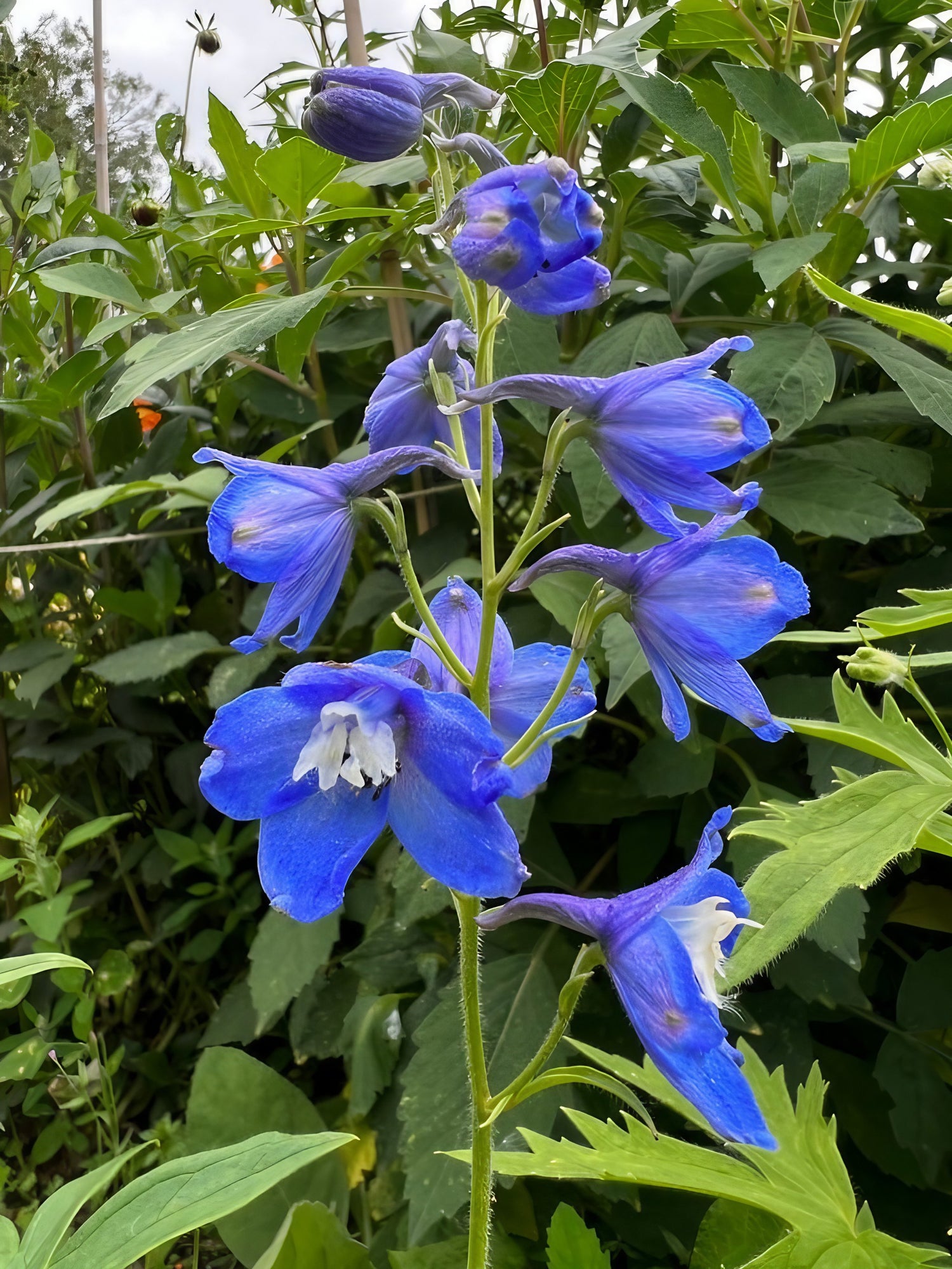 Lush green leaves framing the blue petals of Delphinium Pacific Giant Summer Skies
