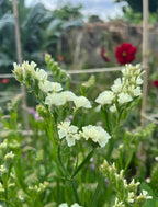 Close-up of pale yellow or white Statice Hipster Mixed blooms by Bishy Barnabees Cottage Garden, with green stems and a blurred garden background—ideal for eco-friendly winter wreaths.