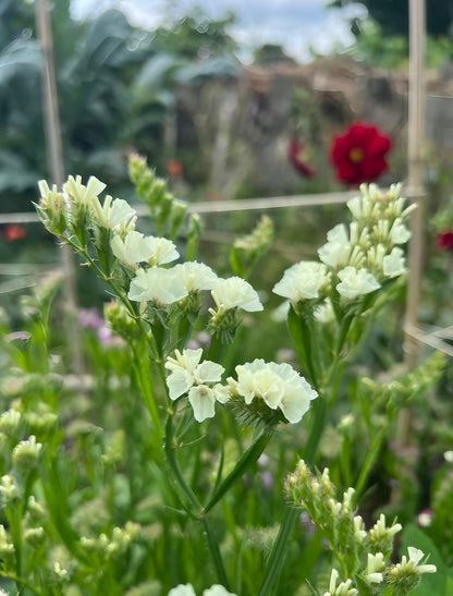 A close-up image highlighting the delicate white blossoms of the Statice Mixed variety in a natural garden setting