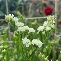 Close-up of pale yellow or white Statice Hipster Mixed blooms by Bishy Barnabees Cottage Garden, with green stems and a blurred garden background—ideal for eco-friendly winter wreaths.