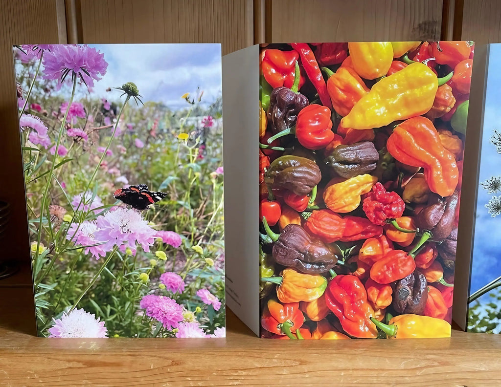 The Summers Day Greeting Card by Bishy Barnabees Cottage Garden, featuring a close-up butterfly on pink wildflowers, stands beside a vibrant chili pepper card—both ideal inspiration for summer greetings.