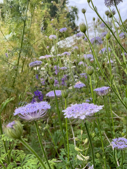 A lush patch of Didiscus Madonna Mixed flowers in a natural garden environment