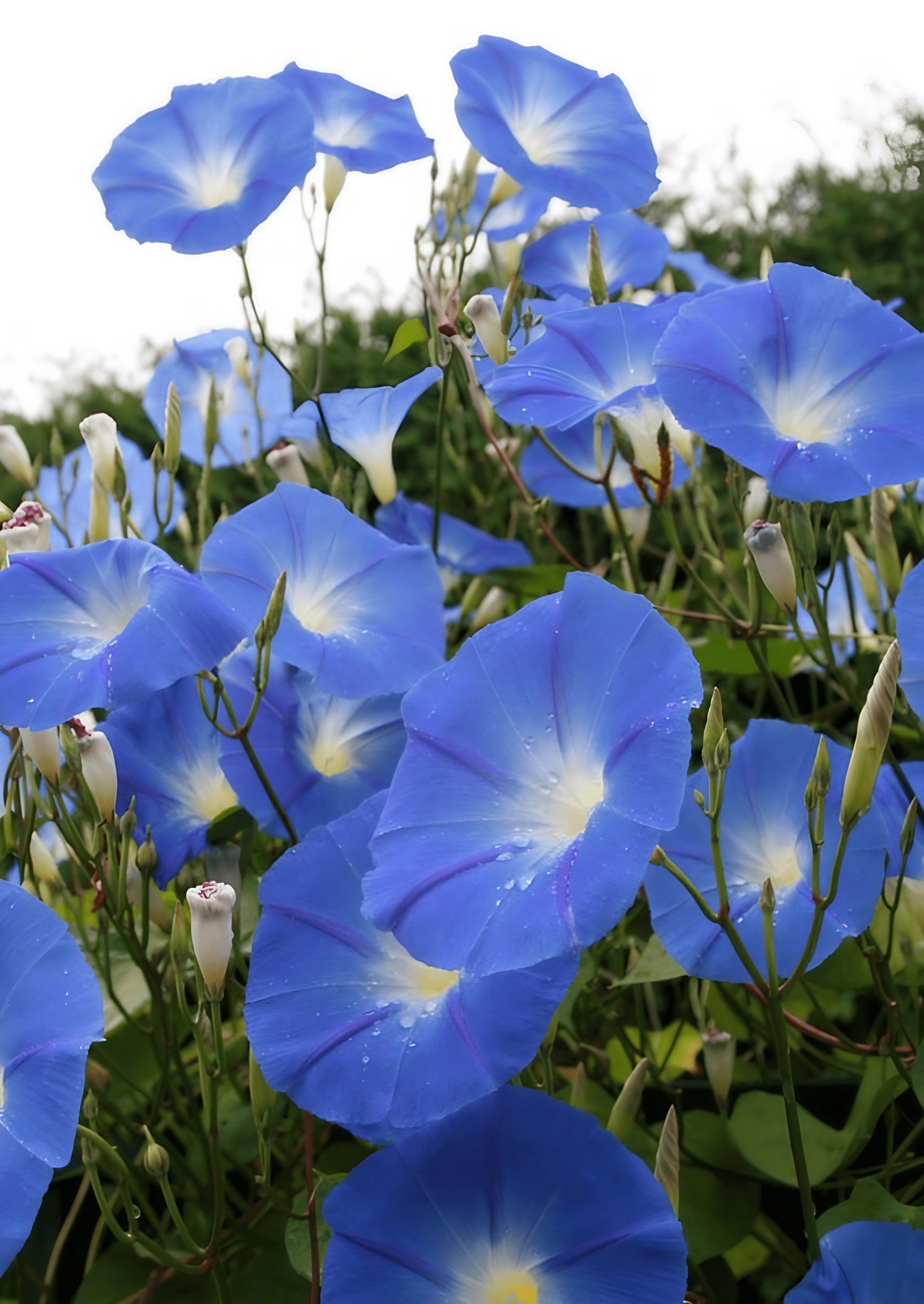 Cluster of Ipomoea Heavenly Blue flowers in bloom