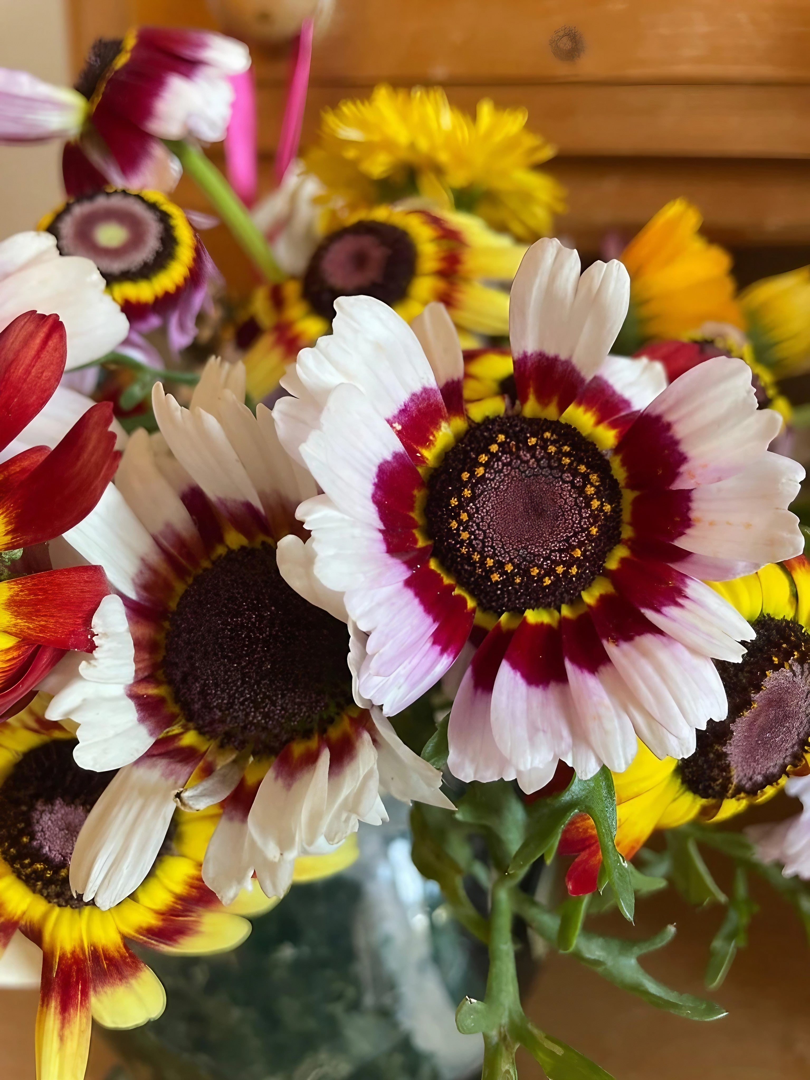 A colourful assortment of Chrysanthemum Painted Daisies elegantly displayed in a vase on a tabletop