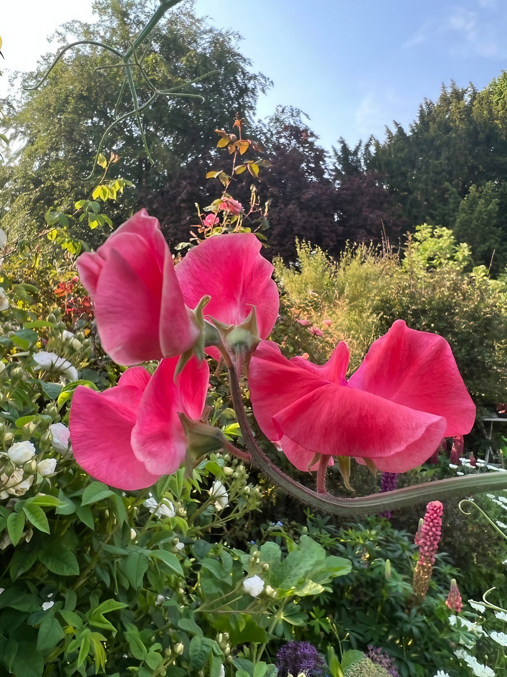 Close-up of Sweet Pea Mammoth Rose Pink blossoms in a lush garden setting