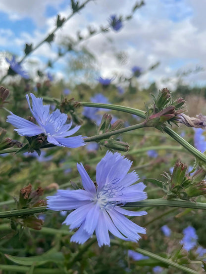 Field of Chicory Wild flowers under the vast blue sky