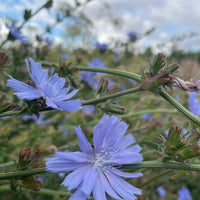Close-up of two light blue Chicory Wild flowers from Bishy Barnabees Cottage Garden Ltd, their delicate petals and green stems standing out as other drought-tolerant perennials blur in the background beneath a partly cloudy sky.