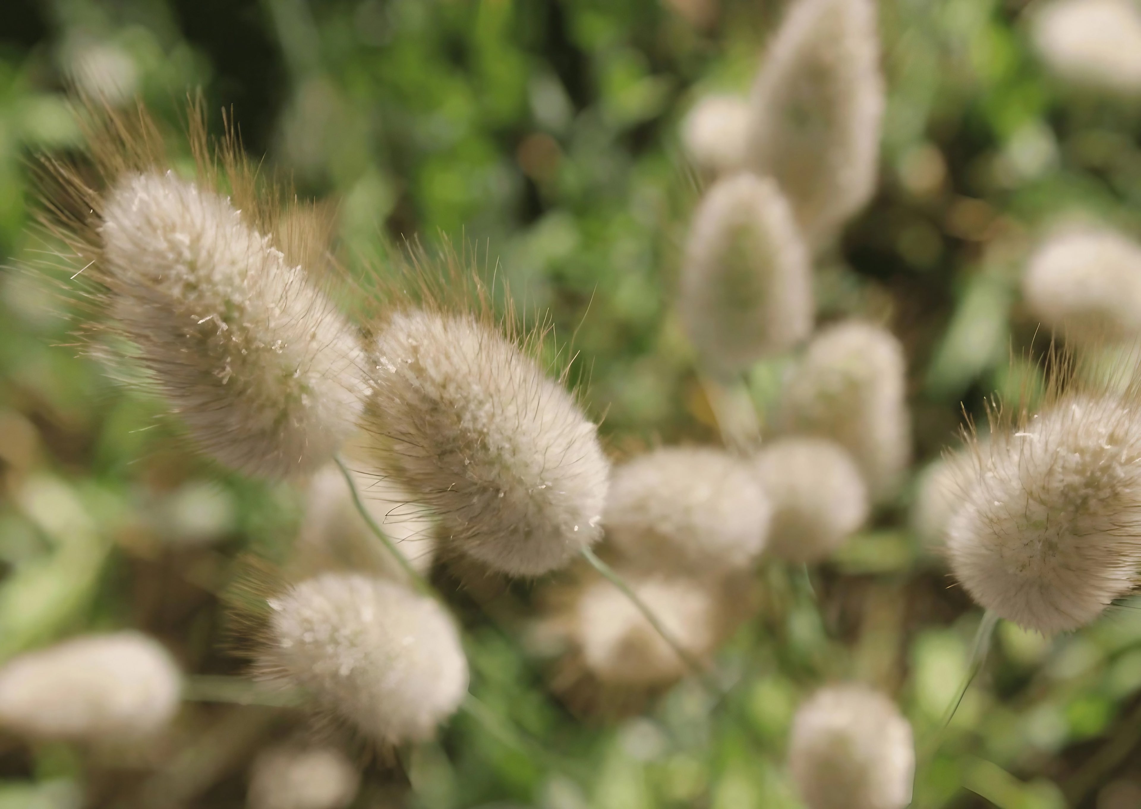 Close-up view of Bunny Tails grass, highlighting the soft, white tufts