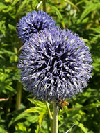A bee gathers nectar from a spherical, spiky purple Echinops ritro Metallic Blue by Bishy Barnabees Cottage Garden in bright sunlight, with another bloom and green foliage blurred behind—a vibrant, bee-friendly garden choice.