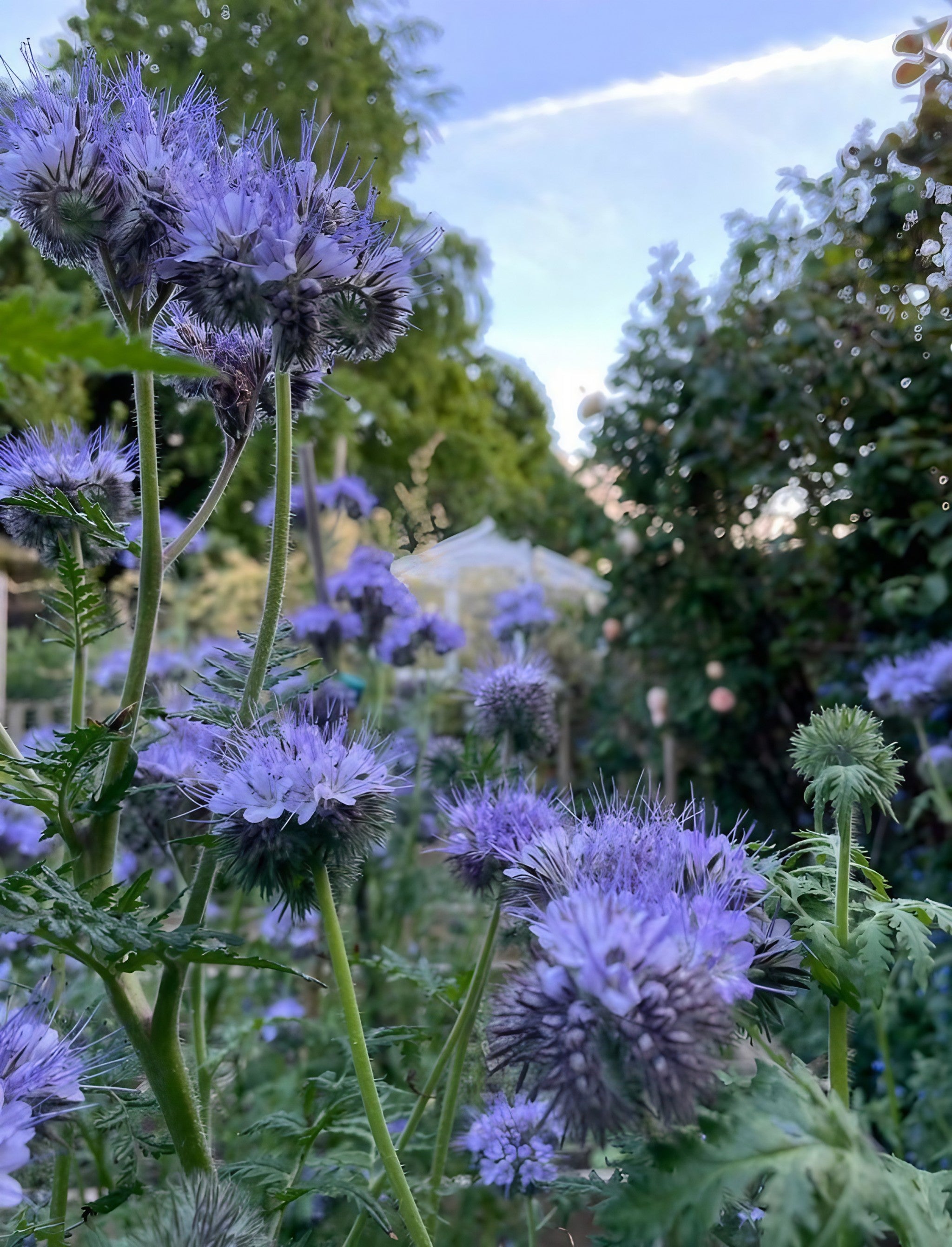 Phacelia tanacetifolia flowers against a clear blue sky in a garden