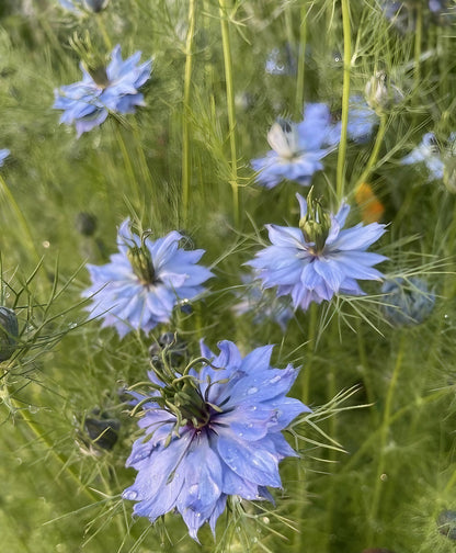 Scenic field populated with blue Nigella damascena &