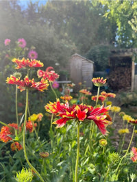 Gaillardia Aristata Bicolour Goblin from Bishy Barnabees Cottage Garden brightens sunny gardens with vibrant red and yellow blooms, lush green foliage, and a cozy wooden shed in the background for a warm, serene atmosphere.