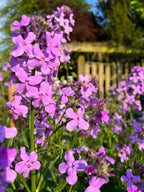 Clusters of vibrant Hesperis Purple (Sweet Rocket) from Bishy Barnabees Cottage Garden bloom with green stems and leaves in a sunlit garden, with a blurred wooden fence and trees under a clear blue sky.