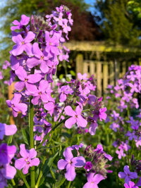Clusters of vibrant Hesperis Purple (Sweet Rocket) from Bishy Barnabees Cottage Garden bloom with green stems and leaves in a sunlit garden, with a blurred wooden fence and trees under a clear blue sky.