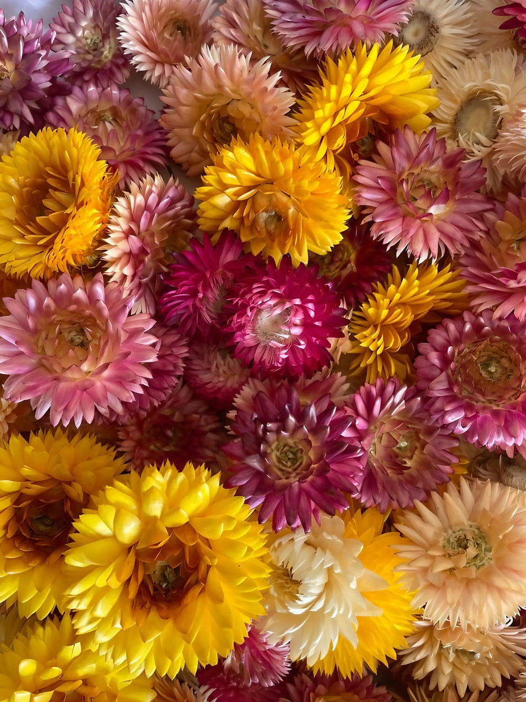 A close-up of Bishy Barnabees Cottage Garden's Strawflower Helichrysum Swiss Giant Mix reveals vivid yellow, pink, orange, purple, and cream papery petals—an ideal choice for everlasting bloom enthusiasts.