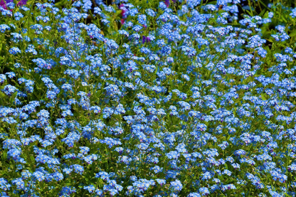 A lush meadow dotted with Forget-me-not (Blue) flowers