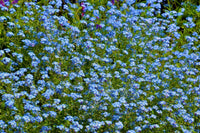 A dense patch of Bishy Barnabees Cottage Garden Forget-me-not Blue, with blooming blue flowers and green stems and leaves, creates a vibrant, colorful display in any garden setting.