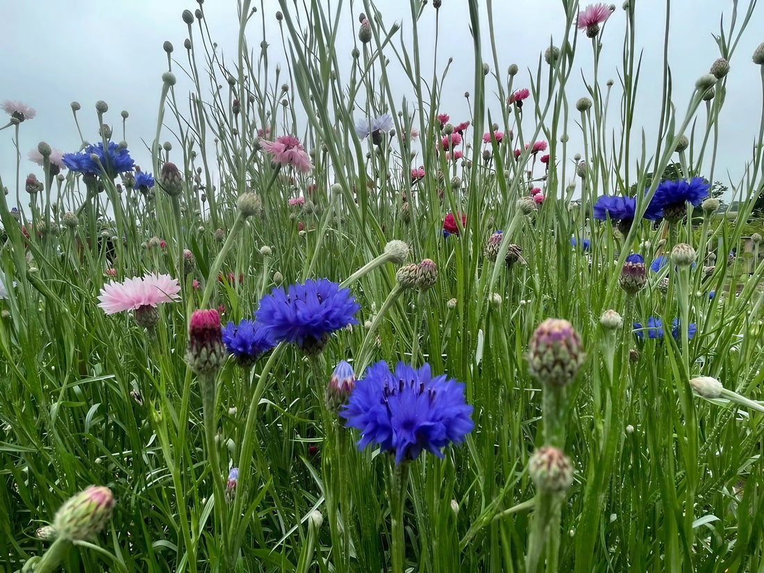 The Cornflower Blue Ball in soft lighting to accentuate its hue