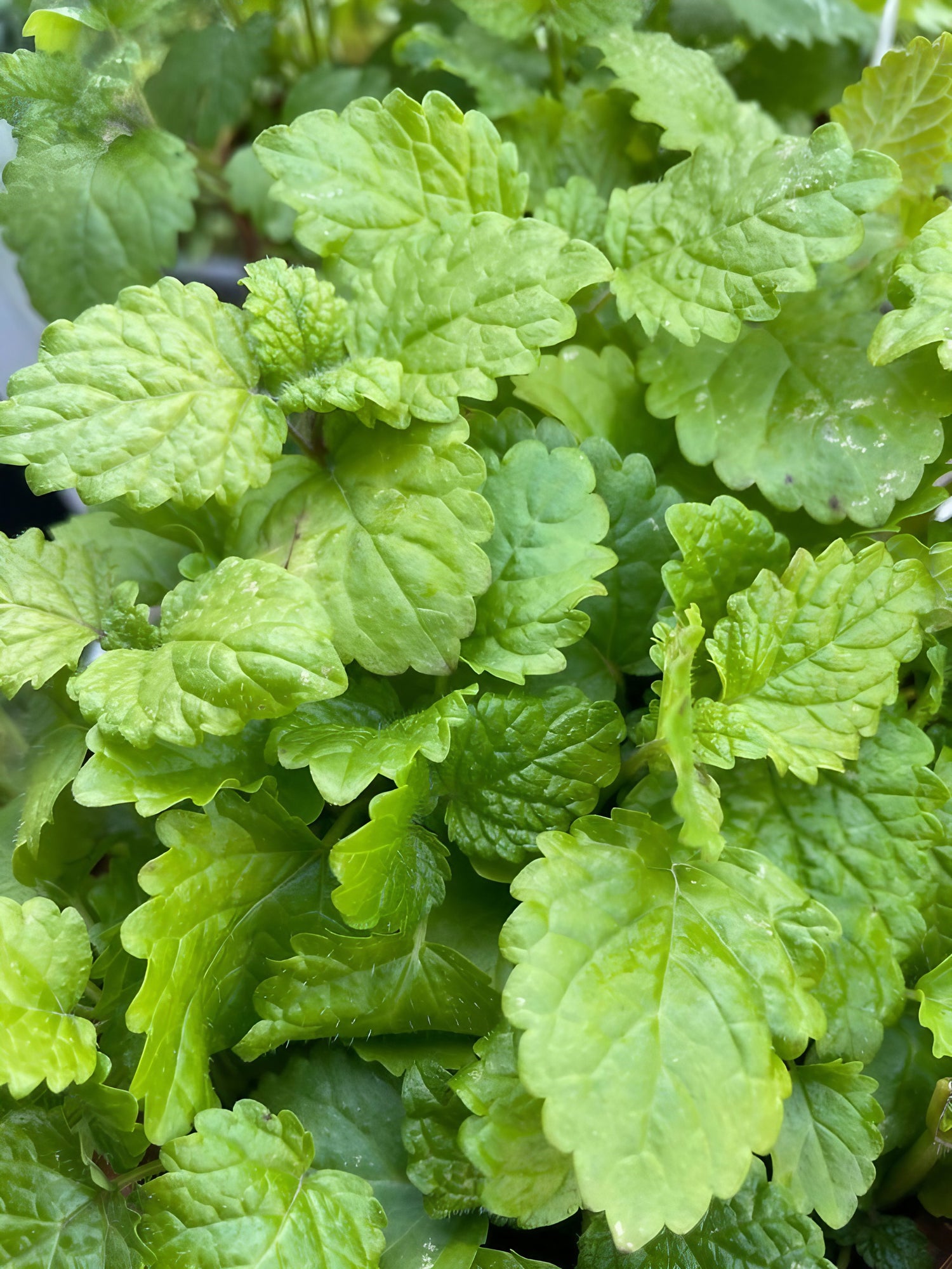 Close-up of fresh lemon balm leaves, showcasing their vibrant green color and bushy texture.