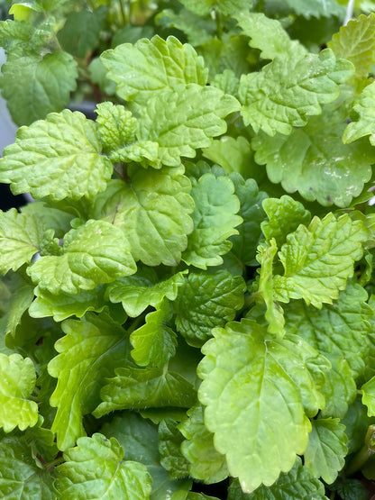 Close-up of fresh lemon balm leaves, showcasing their vibrant green color and bushy texture.