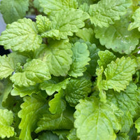 A close-up of lush, green Lemon Balm by Bishy Barnabees Cottage Garden with crinkled leaves and serrated edges—ideal for herbal tea and loved by honeybees.