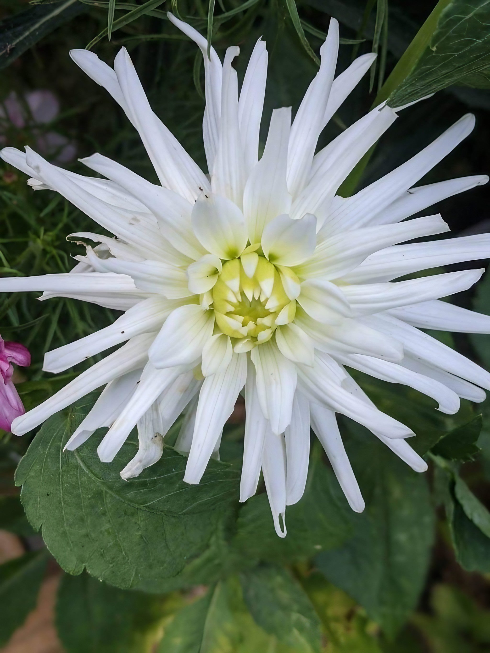 Garden scene featuring a cactus dahlia with white blooms and a hint of green at the center
