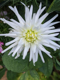 A close-up of a blooming white Dahlia Cactus Mixed flower, with long, narrow petals and a pale yellow center, surrounded by green leaves—showcasing the large spiky blooms from Bishy Barnabees Cottage Garden.