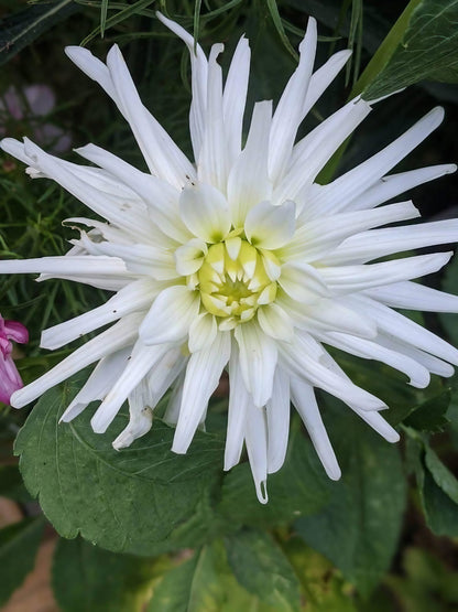 Garden scene featuring a cactus dahlia with white blooms and a hint of green at the center