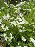 Bishy Barnabees Cottage Garden’s Forget-me-not White features dense clusters of small white star-shaped flowers with yellow centers, nestled among green leaves and grass—a lovely addition to any spring garden or meadow.