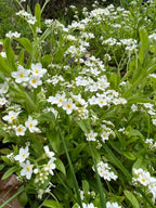 Bishy Barnabees Cottage Garden’s Forget-me-not White features dense clusters of small white star-shaped flowers with yellow centers, nestled among green leaves and grass—a lovely addition to any spring garden or meadow.