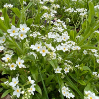 Bishy Barnabees Cottage Garden’s Forget-me-not White features dense clusters of small white star-shaped flowers with yellow centers, nestled among green leaves and grass—a lovely addition to any spring garden or meadow.
