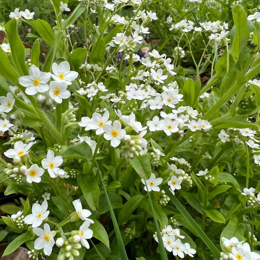 Bishy Barnabees Cottage Garden’s Forget-me-not White features dense clusters of small white star-shaped flowers with yellow centers, nestled among green leaves and grass—a lovely addition to any spring garden or meadow.