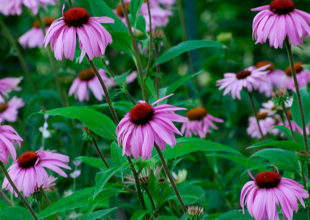 Rosy-purple Echinacea Bravado blooms from Bishy Barnabees Cottage Garden stand out with dark centers on green stems and leaves, set against a lush garden backdrop with blurred greenery and more coneflowers, hinting at future seeds.