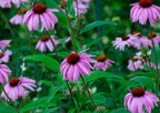 Rosy-purple Echinacea Bravado blooms from Bishy Barnabees Cottage Garden stand out with dark centers on green stems and leaves, set against a lush garden backdrop with blurred greenery and more coneflowers, hinting at future seeds.