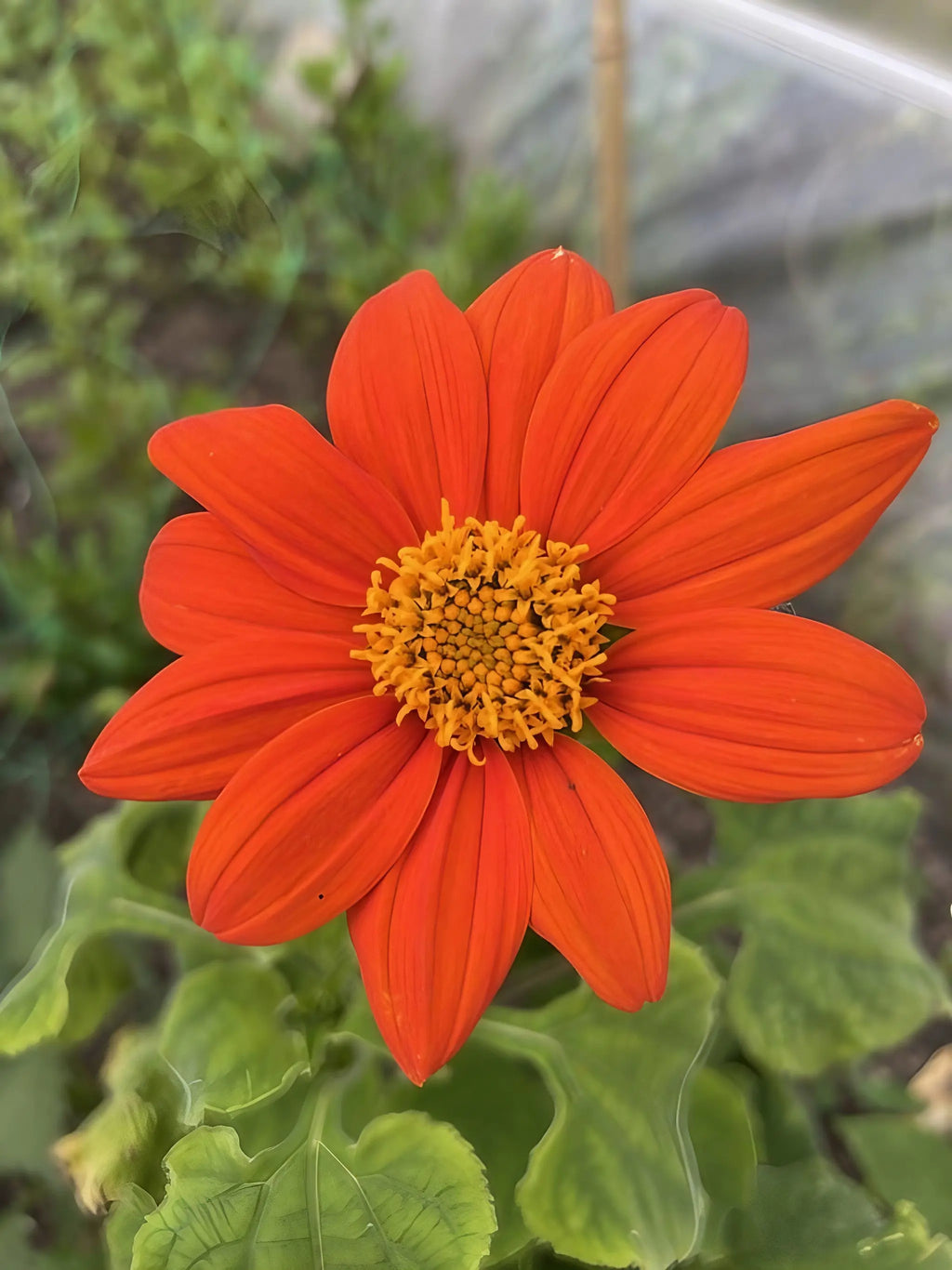 Tithonia Goldfinger – vivid orange bloom and yellow centre amid green leaves