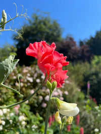 A close-up of a vibrant red Sweet Pea Parfume Edith Flanagan flower by Bishy Barnabees Cottage Garden Ltd with a pale yellow bud in a sunlit garden, blurred greenery, and sky. This fragrant climber brings vivid color to any landscape.