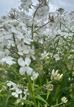 Hesperis White – delicate flower clusters on slender stems against a cloudy sky
