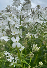 Close-up of Hesperis White (Sweet Rocket) from Bishy Barnabees Cottage Garden, featuring delicate clusters and slender green stems set against a cloudy sky—a dreamy addition for any Moon Garden.