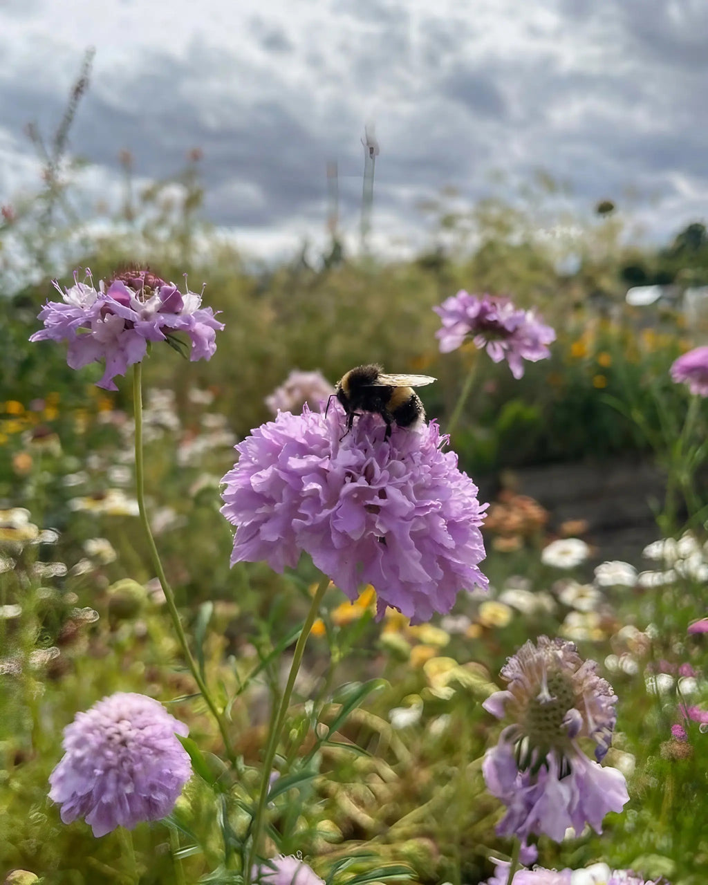 A bumblebee gathers nectar from a Scabious Imperial Mix bloom by Bishy Barnabees Cottage Garden, surrounded by purple flowers and green foliage beneath a cloudy sky.